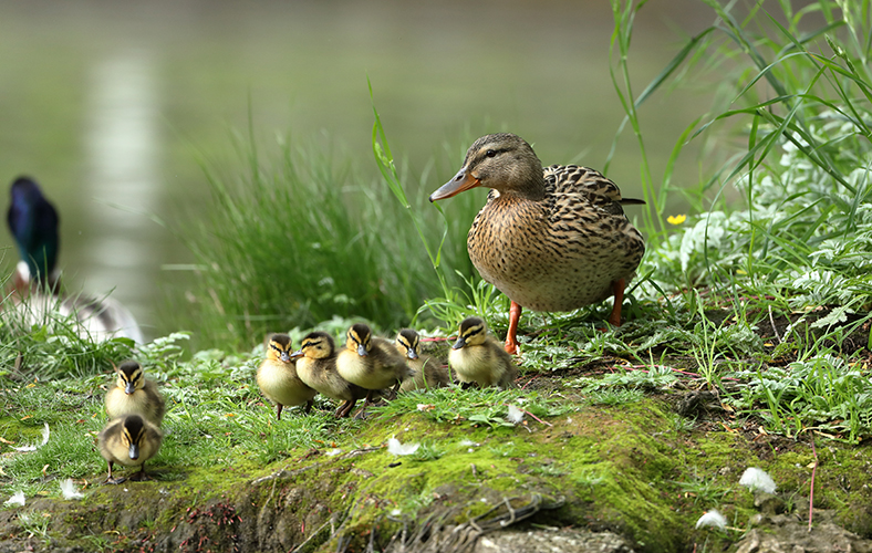 788x500px_Bilder_F�r_Blogbeitrag_Brut_Und_Setzzeit_03.jpg