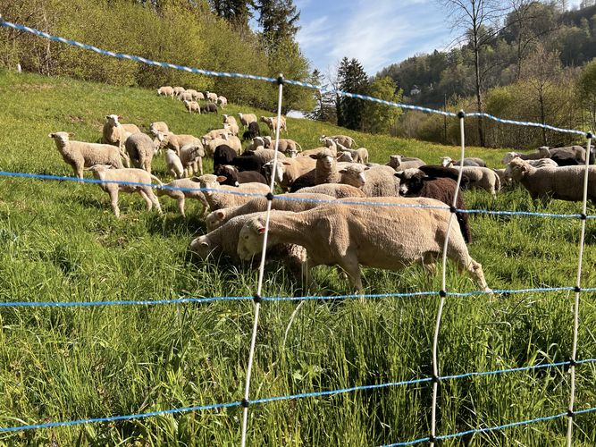 Herdenschutz dank Elektrozaun.jpg