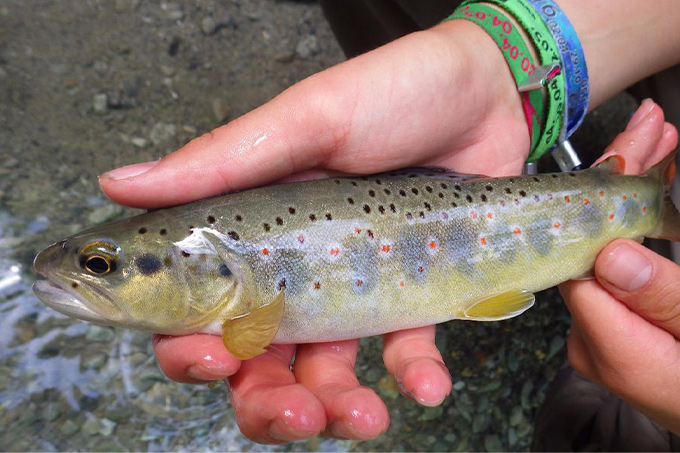 schön gezeichnete Bachforelle.jpg