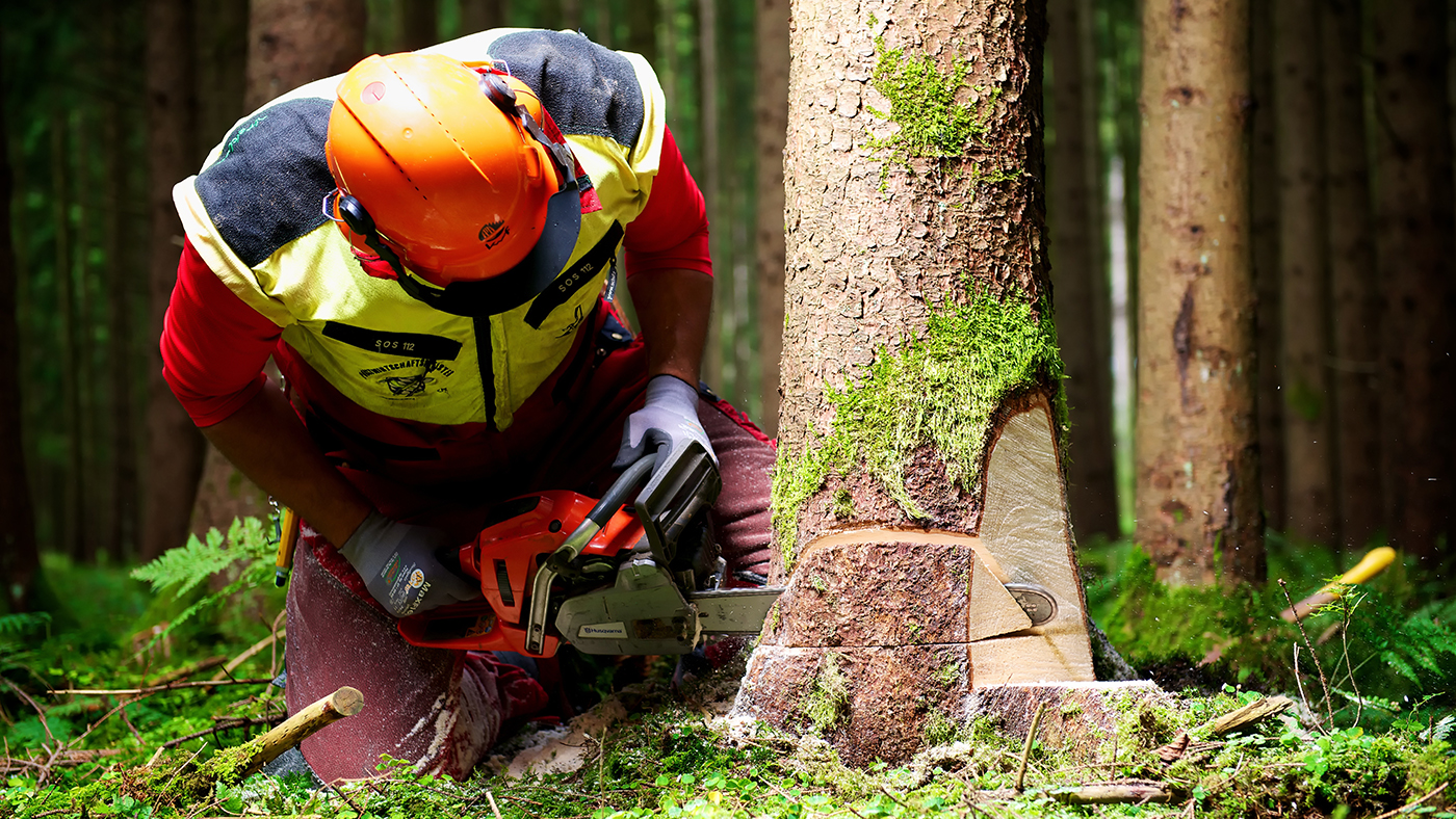 Holz-fällen-Beitragsbild.jpg