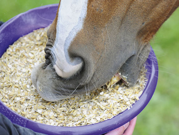 cavallo-de.jpg