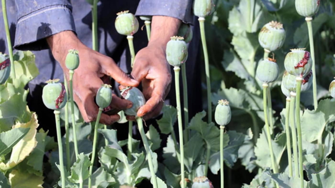 Il bando dei talebani alla produzione di oppio: impatto su mercato e sicurezza regionale