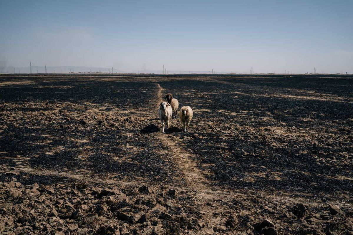 Agricoltura, accesso alle risorse e sicurezza alimentare: la strategia di Daesh in Siria e Iraq