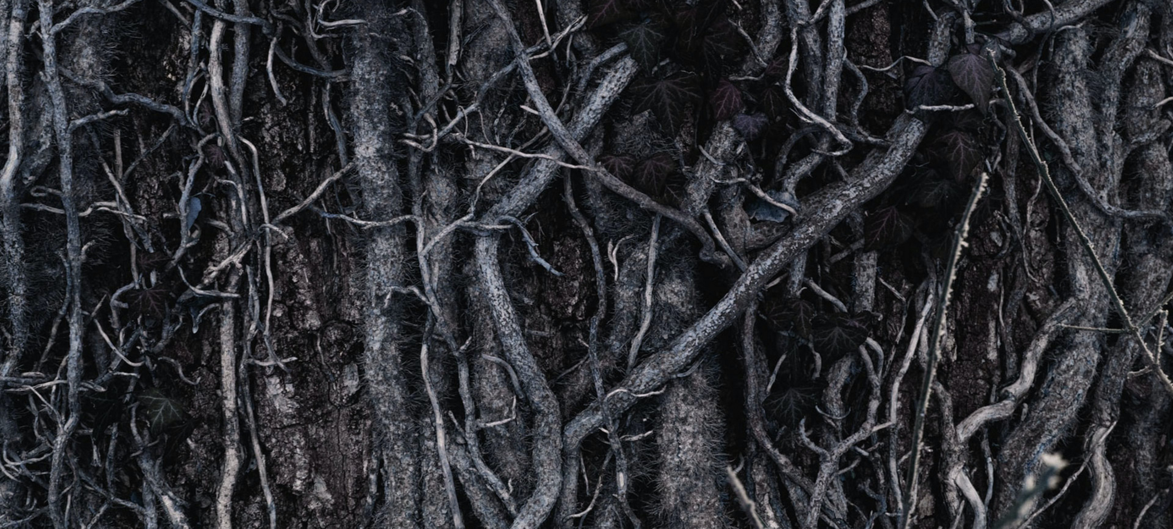 Programmi: Terrorismo e Radicalizzazione