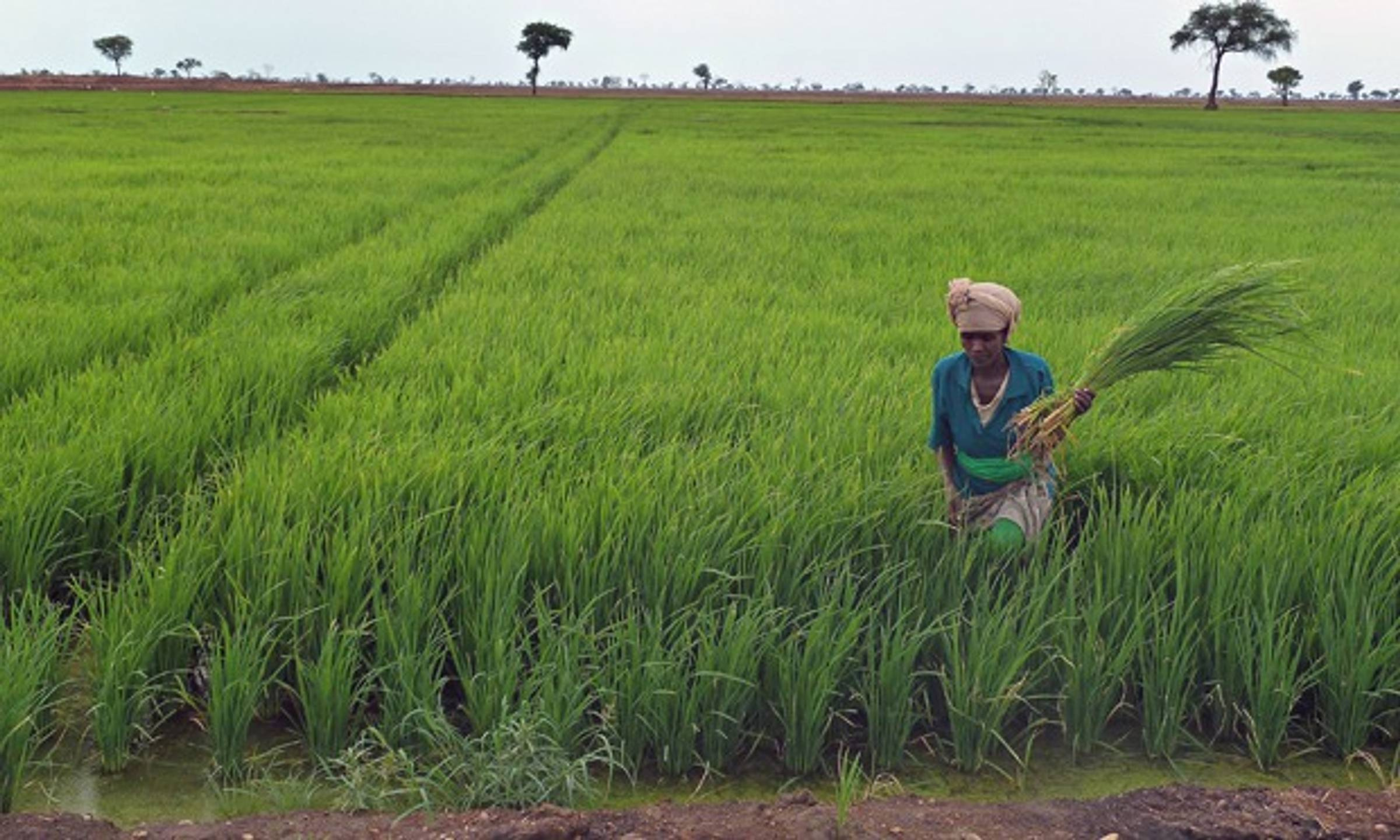 Il fenomeno del Land Grabbing etiope: opportunità e minacce legate a una nuova forma di colonialismo