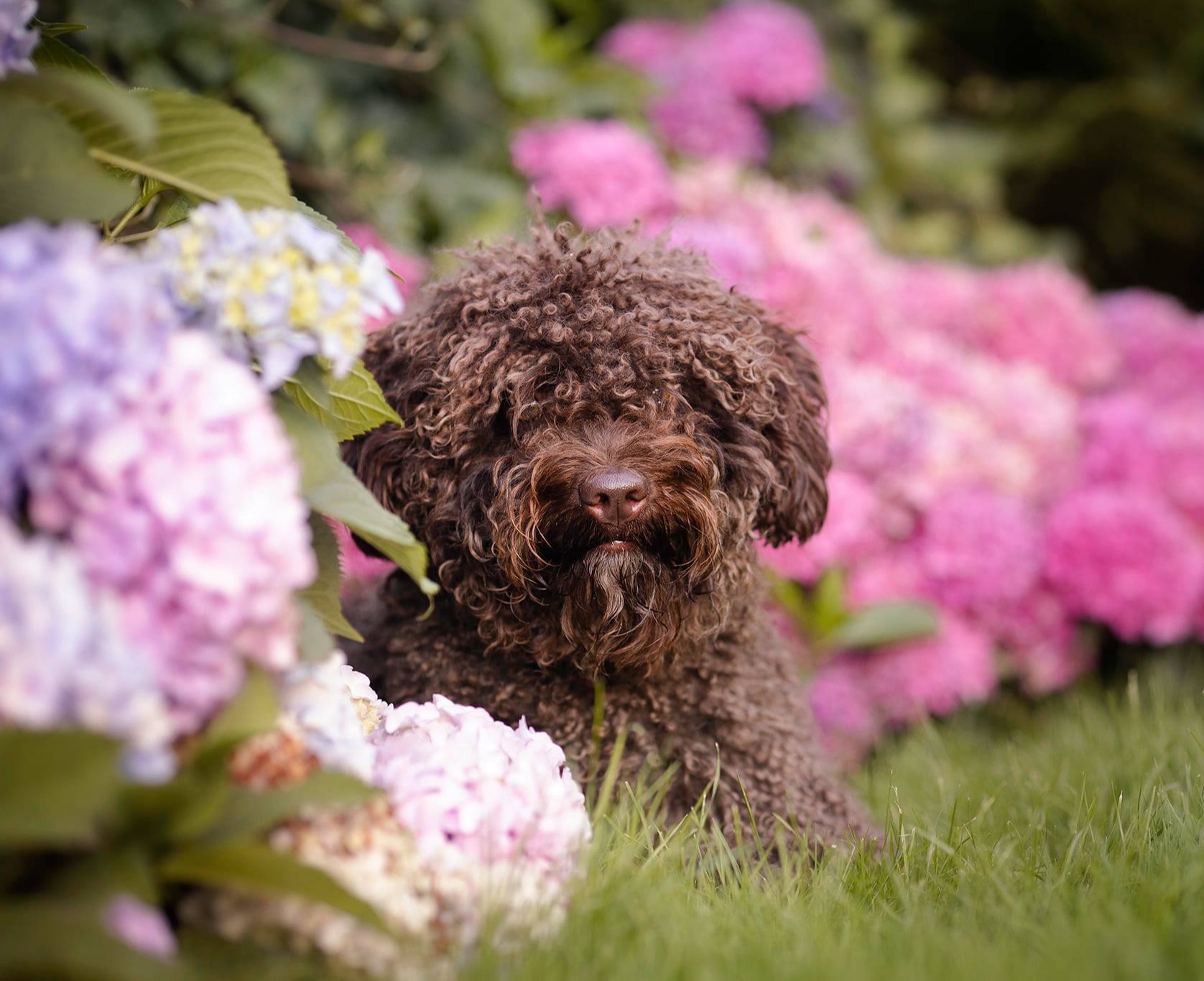dog main photo