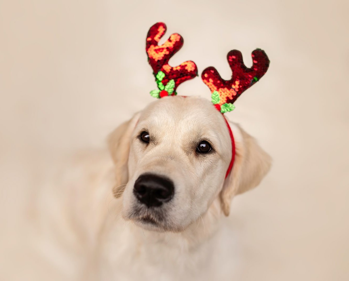 dog main photo