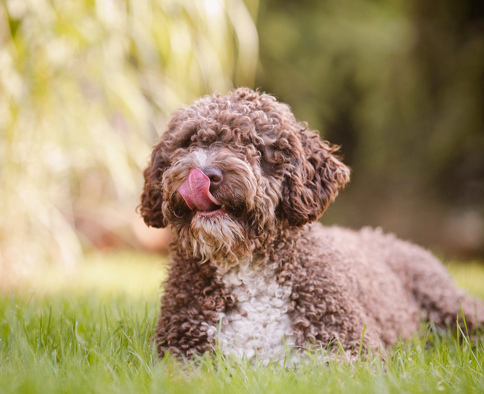 dog main photo