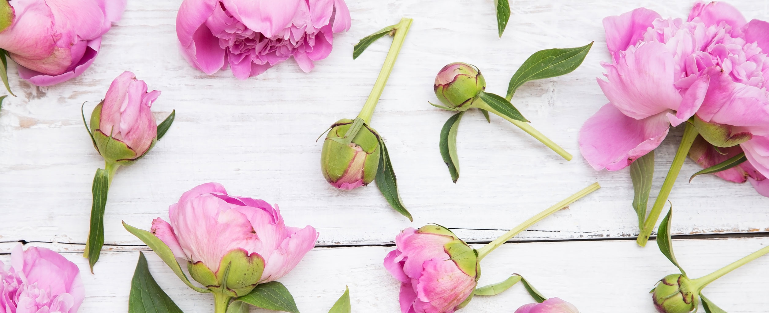 Rosa Pfingstrosenblüten und -knospen sind auf einer weißen Holzfläche verstreut.