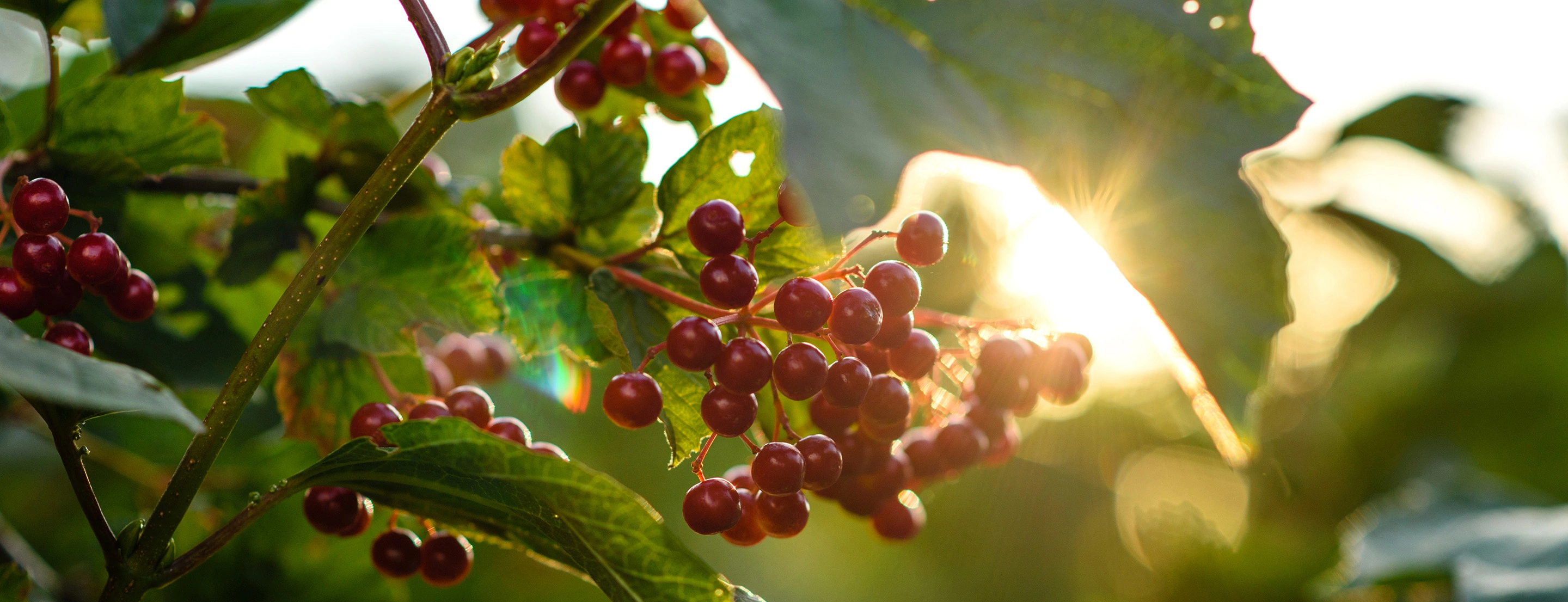 Coffee plant in the sunshine
