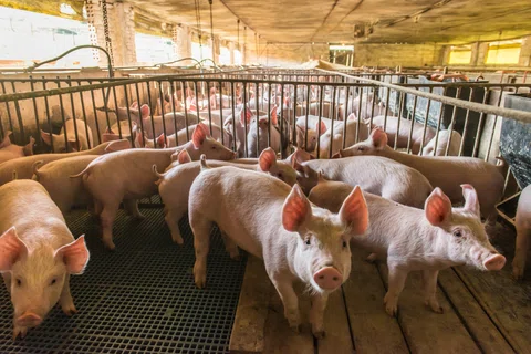 Genus shares soar on US regulatory approval for gene edited pigs featured picture