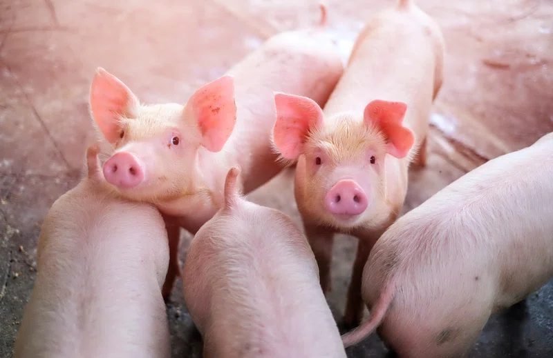 Pigs in a pen