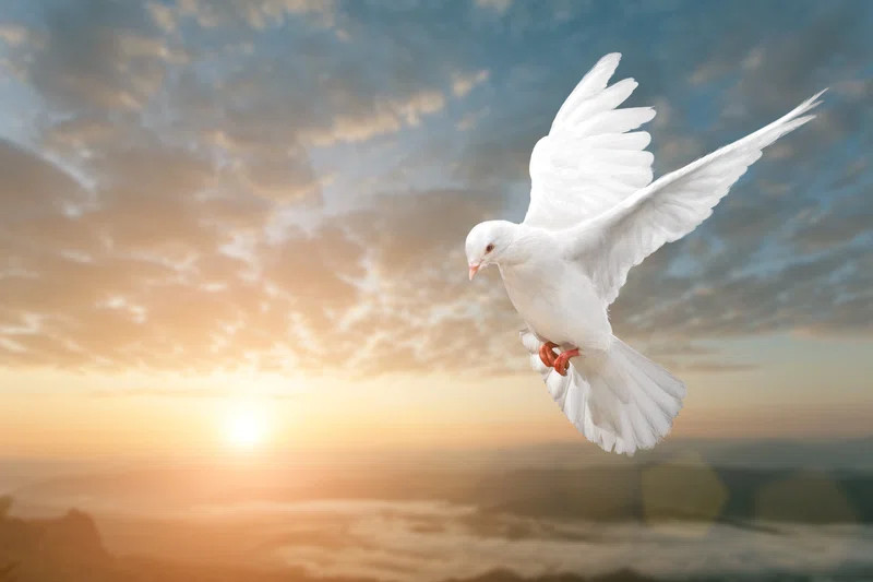 Dove landing at sunset