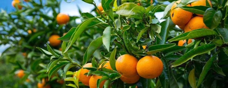 Oranges growing on a tree