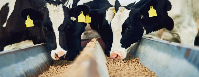Bovine