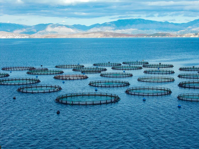 Fish farm in the ocean 