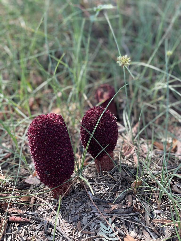 WhatsApp Image 2022-02-21 at 11.57.21 (4).jpeg