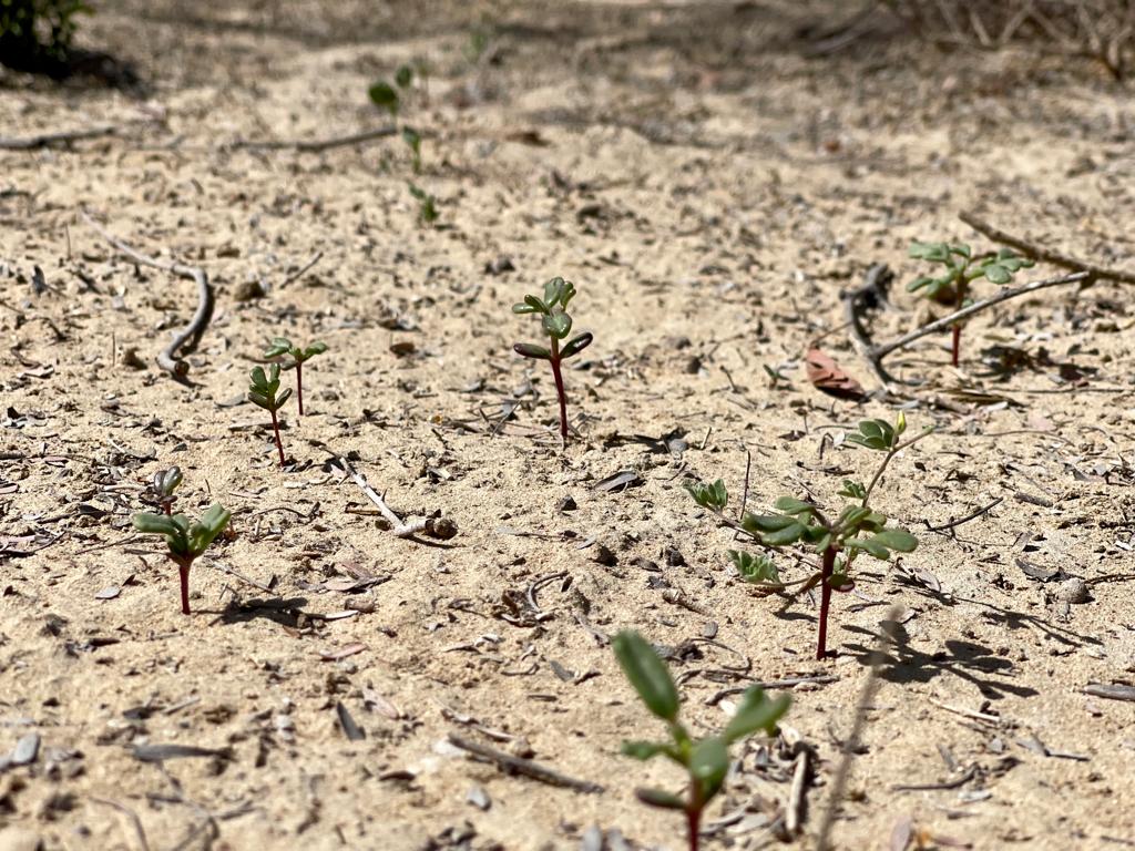 WhatsApp Image 2022-02-21 at 11.57.21 (11).jpeg