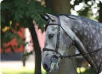 Hästnet Digitala Clinics