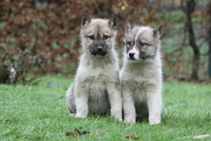 Greenland Dog