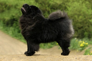 Chow Chow