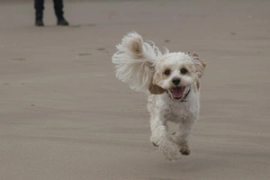 Cavachon