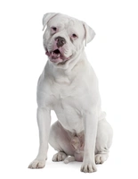 Old Tyme Bulldog
