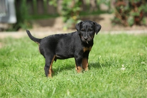 Jagdterrier