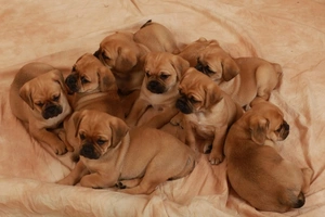 Puggle