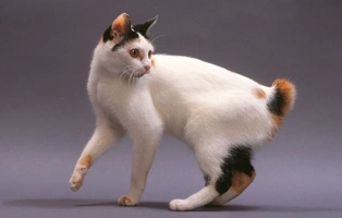 Bobtail Japonés