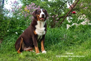 Boyero de Appenzell