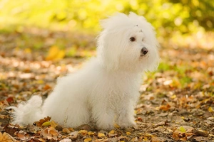 Bichón Boloñés