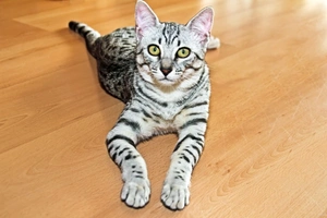 Egyptian Mau