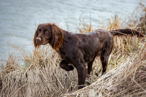 German Longhaired Pointer