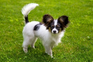 Papillon