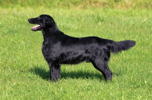 Flat coated Retriever