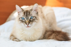 Birman