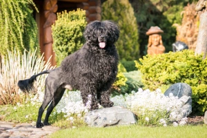 Portuguese Water Dog