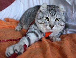 Keetso