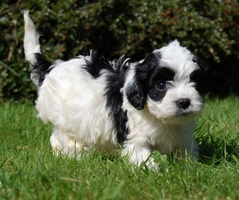 Cavapoo