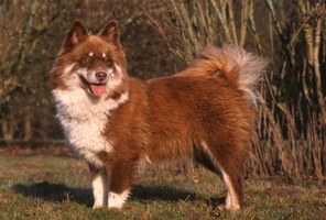 Finnish Lapphund