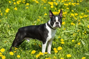 Boston Terrier
