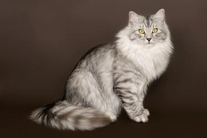 Siberiano