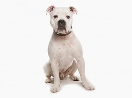Dorset Olde Tyme Bulldogge