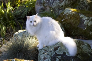 Angora Turco