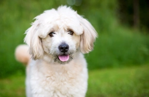 Pomapoo