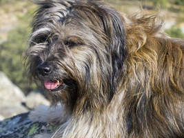 Catalan Sheepdog