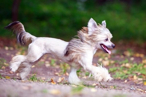 Chinese Crested