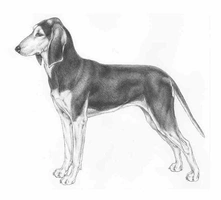 Sabueso Italiano de Pelo Corto