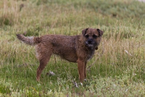 Border Terrier